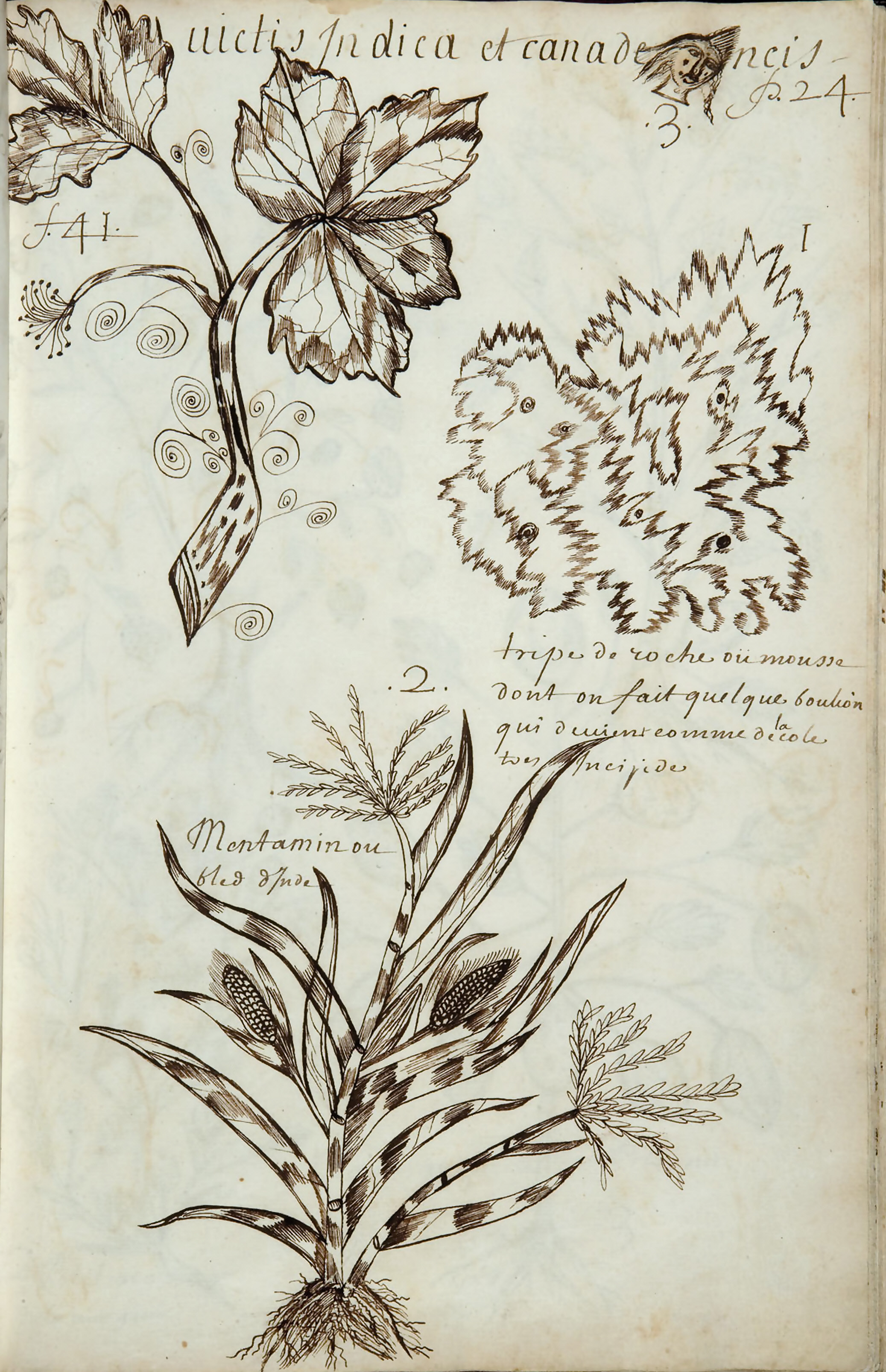 Wild vine, rock moss and maize (Codex Canadensis p. 24, Louis Nicolas 1675)